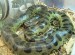 Anakonda zelená je jedným z najdlhších a najťažších jedovatých hadov na svete.