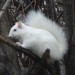Veveričky albínky sú rovnako skvelé lezkyne